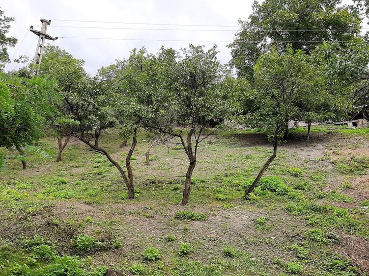 Teren de 1262 mp, în Bâsca Chiojdului