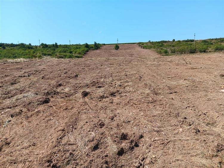 Teren Construcții intravilan de 10000 mp, în Șorogari