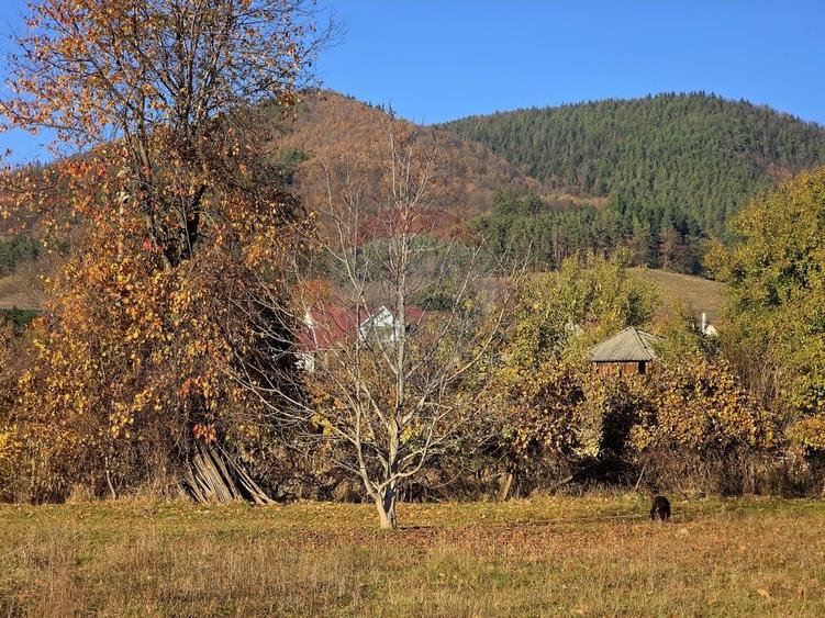 Teren Construcții intravilan de 6874 mp, în Alexandru cel Bun