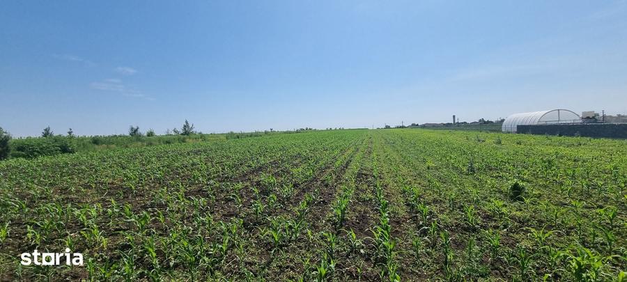 1 ha teren in Catamarasti Deal - 1