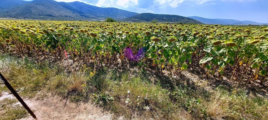 Teren agricol extravilan de 900 mp, în Poplaca