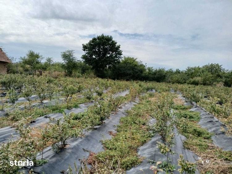 Teren de 1500 mp, în Călmățuiu