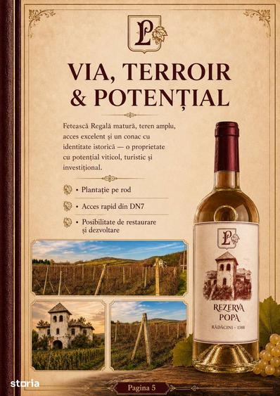 Teren de 53.000 mp cu vita de vie + Conac boieresc - 13