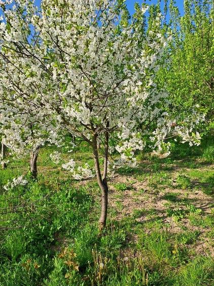 Casă cu 5 camere cu Teren 5600 Mp în Potlogi