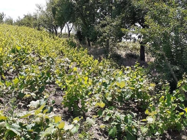 Casă individuală cu 2 camere cu Teren 2930 Mp în Valea Stanciului