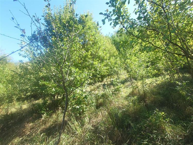 5,6 ha terenuri si padure in Criscior - 4