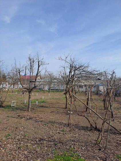 Casa Bordesca Noua - 5