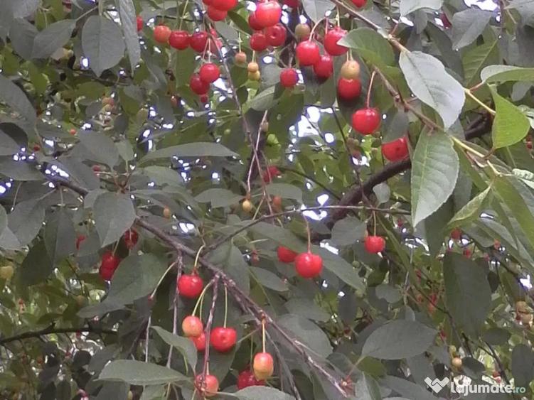 Teren ,Casa de lemn, Spa?iu de produc?ie - 3