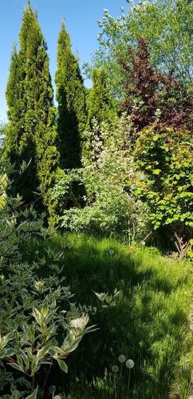 Casa de vanzare la 15 km.de Ploiesti 529 mii euro discutabil in comuna Aricestii Rhactivani - 7