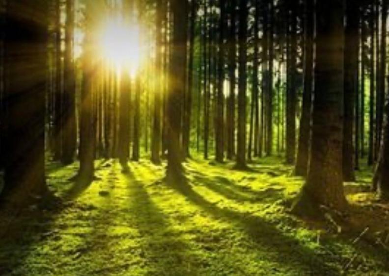 Padure de vazare 33 Ha comasat Arges (Micesti, PAULEASCA) - 1