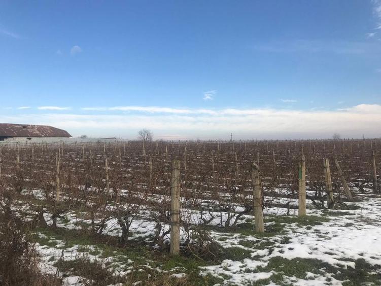 De vanzare teren Odobesti, Vrancea - 4