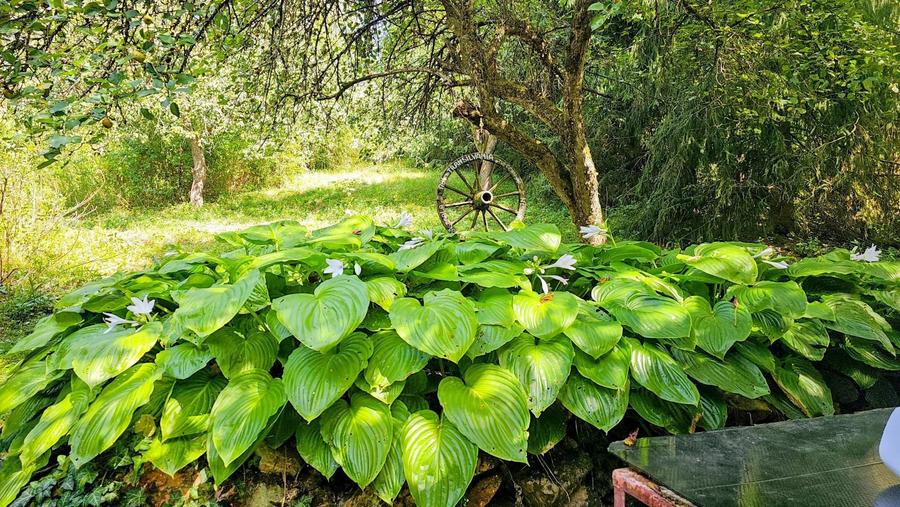 Casa cu teren. Savarsin, Arad - 4