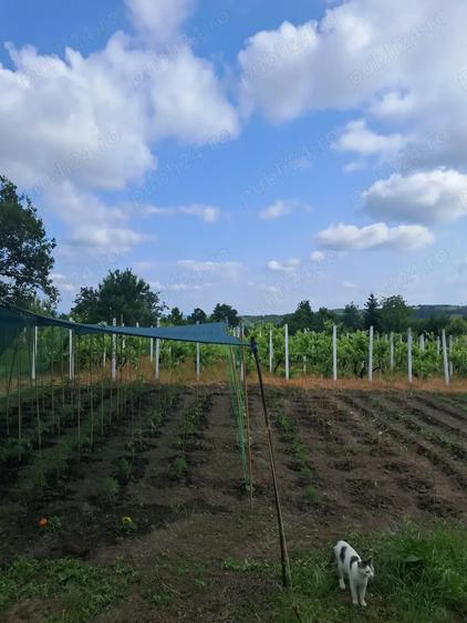 Vand casa sau schimb cu apartament - 3