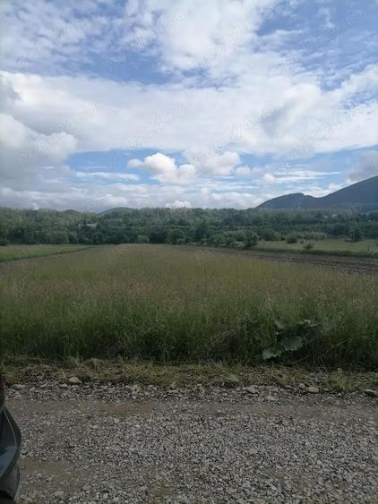 Teren 3000 mp intravilan Viisoara - 4