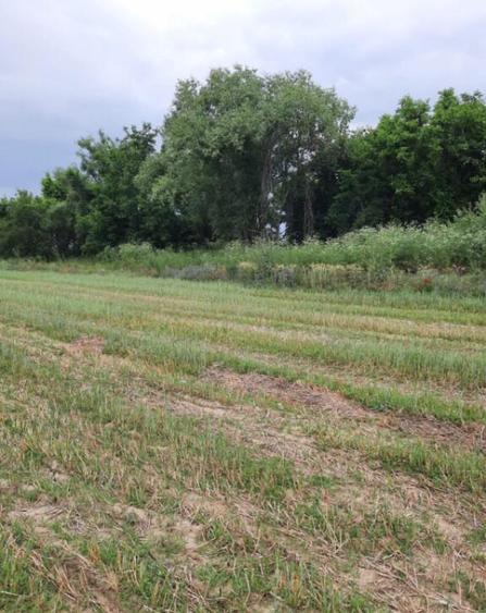 Teren extravilan de vanzare, 4900 mp, Bolde?ti Scaieni - 2