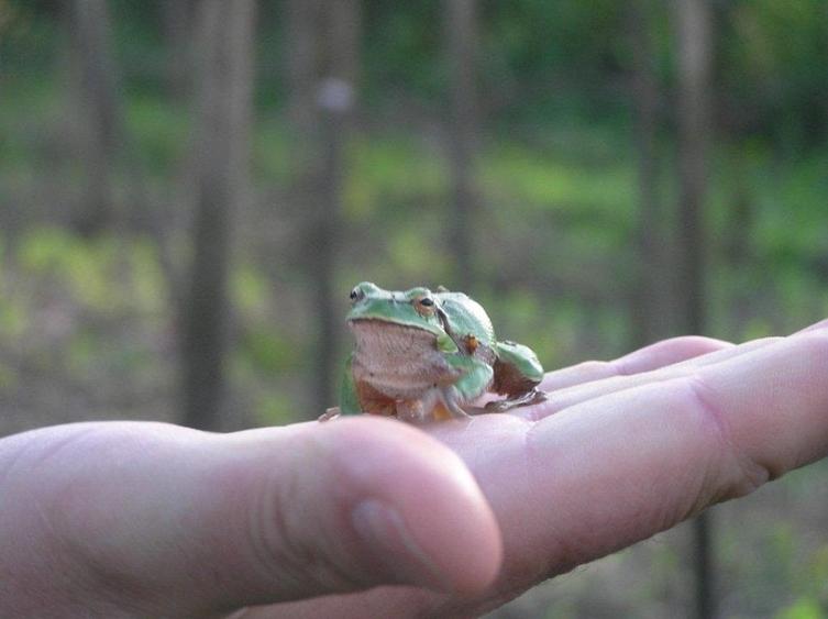 (307) Teren intravilan Calinesti – sat Carstieni, jud. Arges / Direct proprietar - 7