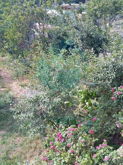 Teren constructii intavilan de 600 mp, Popesti-Leordeni - 4