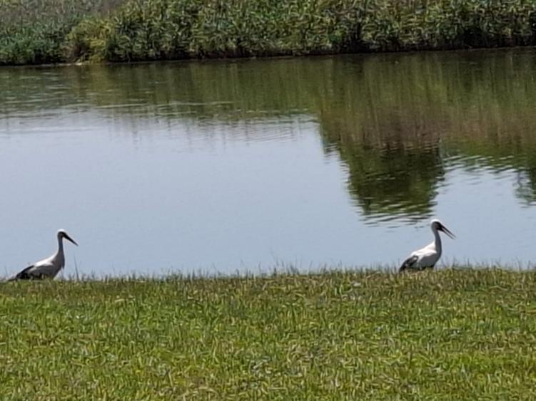 Închiriez Baltă de Pescuit – 12 Ha de Relaxare și Capturi - 8