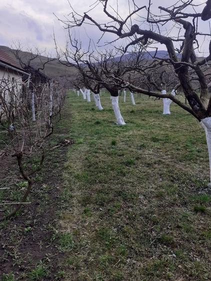 Vand teren extravilan livada - 3