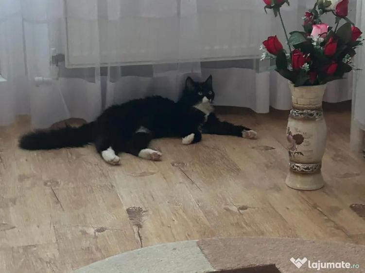 Vand apartament cu doua camere central - 1