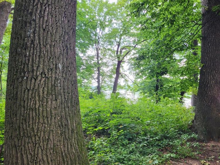 CEL MAI FRUMOS  TEREN CU PADURE SI  DESCHIDERE LA LACUL SNAGOV - 2