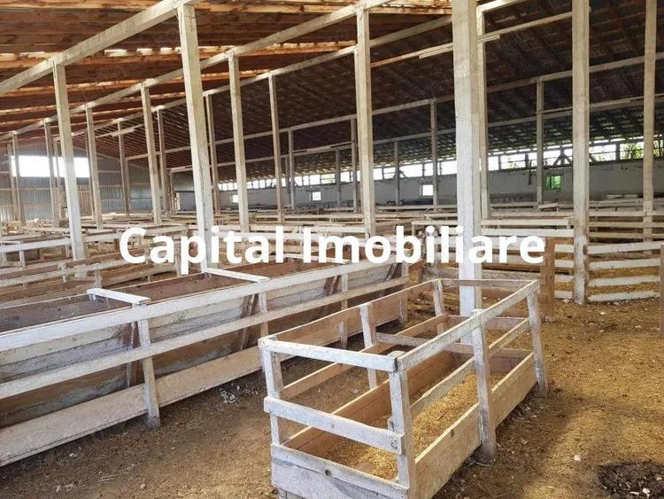 Ferma langa Oravita 5600 mp construiti si teren 24281 intravilan - 7