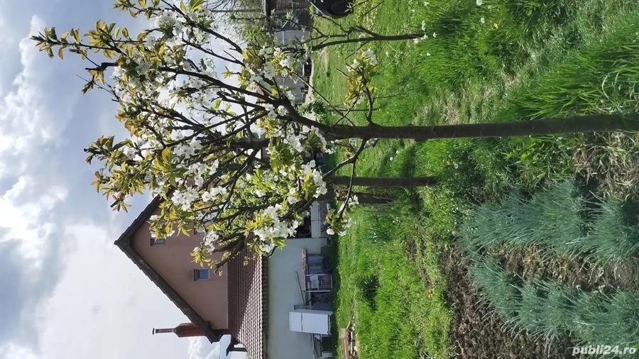 Vand casa P+M in Timisoara - 1