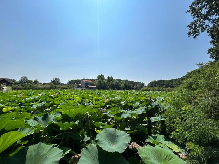 Teren de Vis pe malul lacului Snagov / 4000 mp in inima Naturii /40 m deschidere - 3