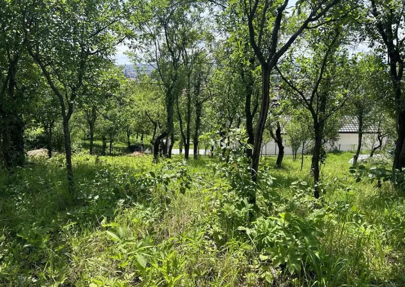 Parcela de 8,86 ari zona Valea Rosie - 6