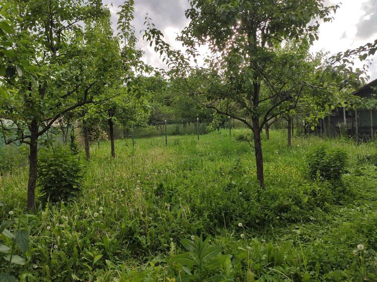 Vila cu gradina si pomi fructiferi 2500mp Dambovita - 3