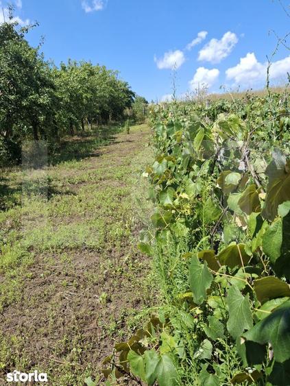 Casa, teren, anexe Unteni, Burlesti - Proprietate cu potential! - 9