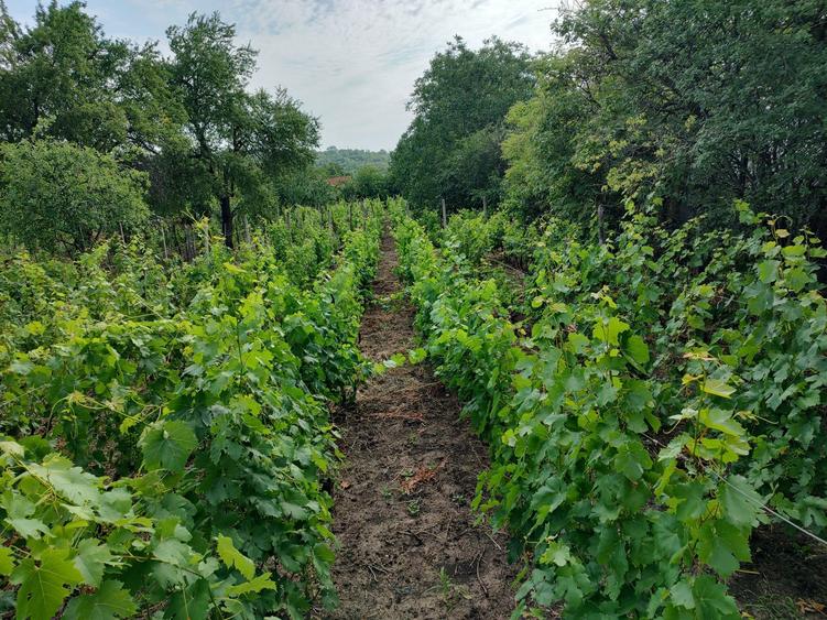 Teren intravilan Breaza / Buzau - 7