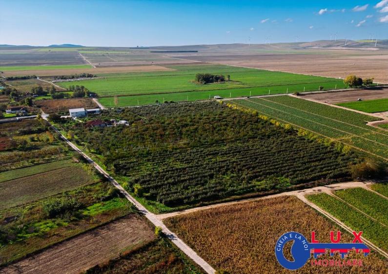 ID 7785 LIVADA SABANGIA DE VANZARE - 30