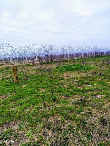 Teren vanzare Com. Fundeni, Jud. Calarasi - 1