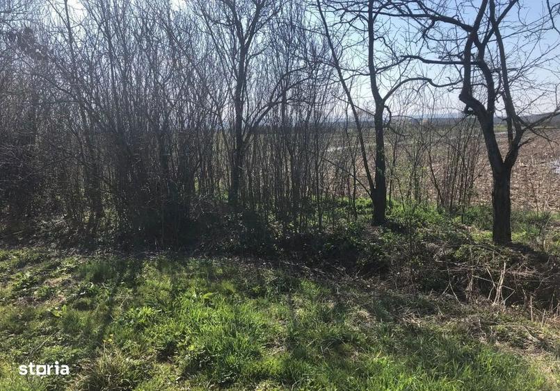 Teren de vanzare, Mediesu Aurit - 1