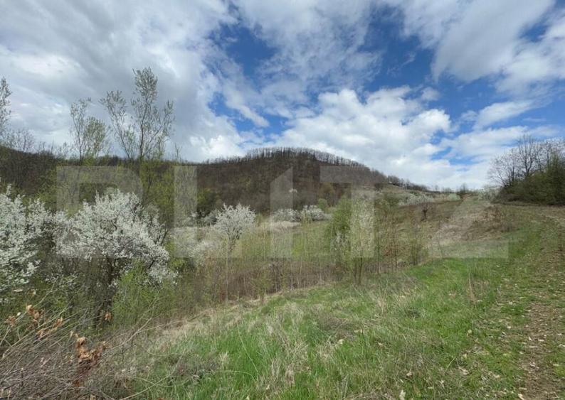 Vand 2 ha de teren cu Salcam, Carmazanesti - 1