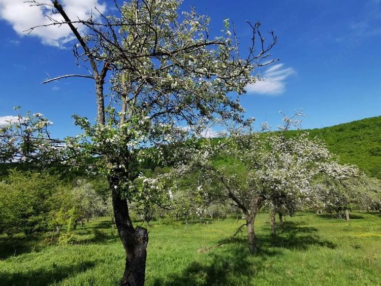 Teren de 680 mp, în Budeasa