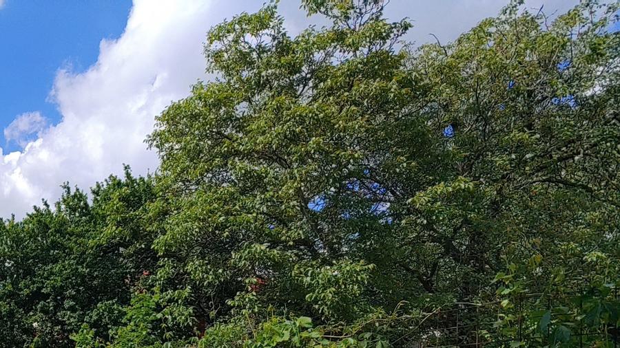 Teren de vanzare Berceni - 1