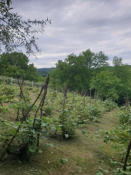 Casa si teren comuna Margineni - 4