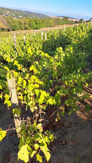 Galati Beresti - De vanzare 1 hectar plantatie de vita de vie si casa cu utilitati - 6