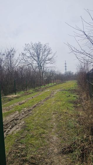 Teren Exclusivist 600  mp cu deschidere 20 ml – lângă pădurea  Cornetu. - 2