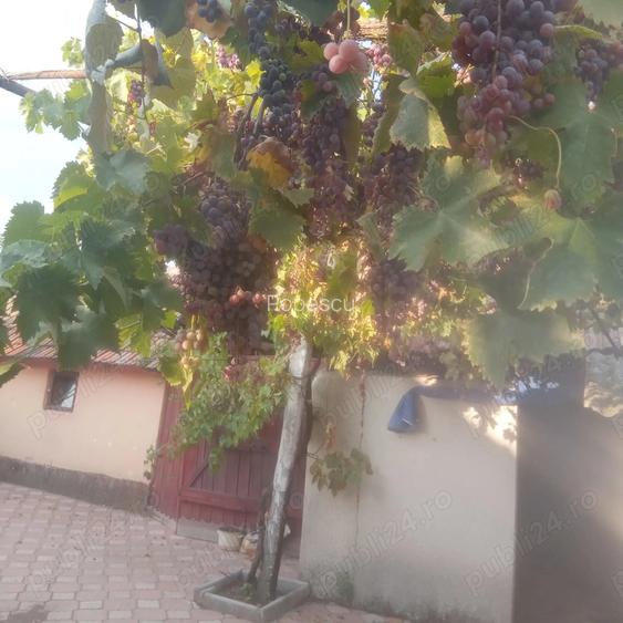 La 36 km de Oradea vindem 2 casu?e cu gradina