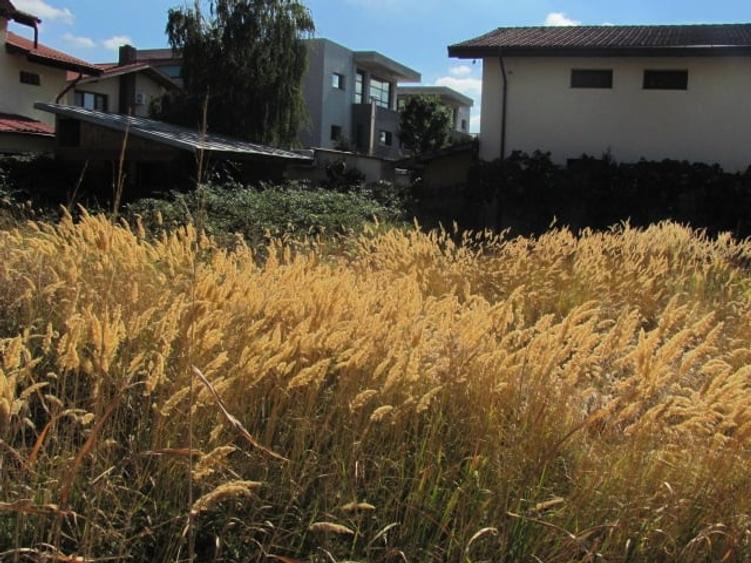 Bragadiru - Zona Haliu, Stradal - 2