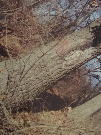 Teren forestier fag stejar veche de 150 ani - 5