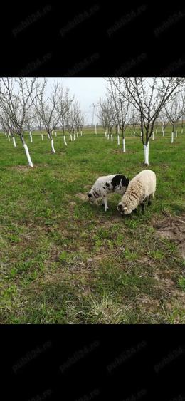 Vand vila duplex - 8