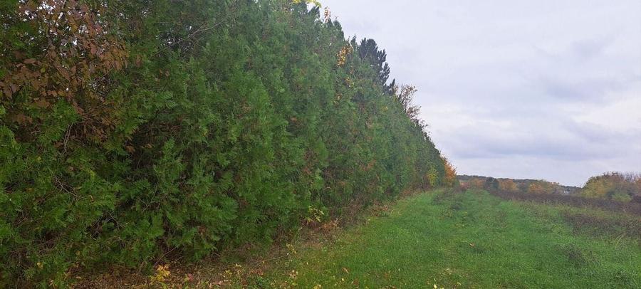 OAZA DE LINISTE SI RAFINAMENT LA MALUL LACULUI - 6