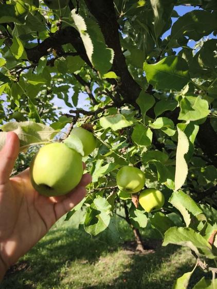 Casa de vanzare la tara - Sat Boian, Comuna Ceanu Mare cu teren 40 ari - 4