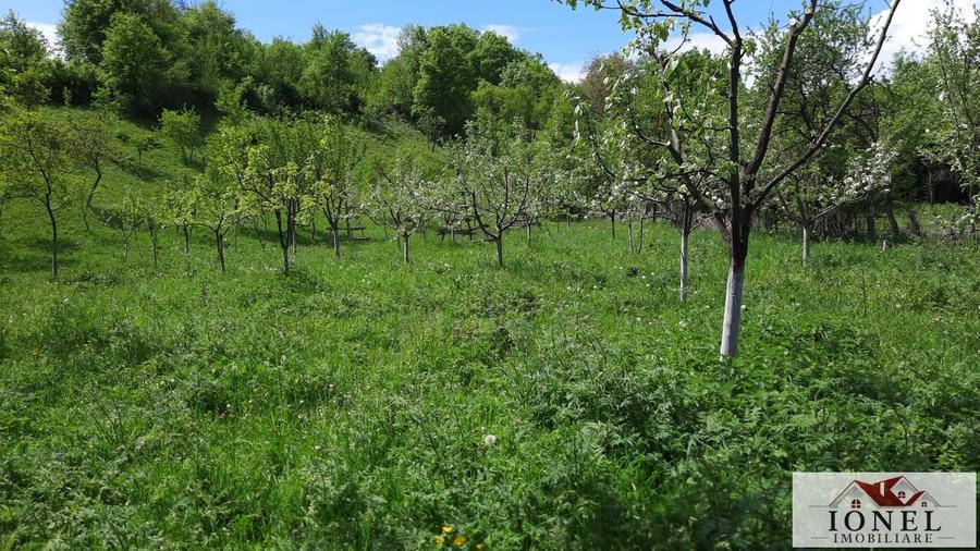 Vanzare teren 4544 mp in Almasu Mare - 2