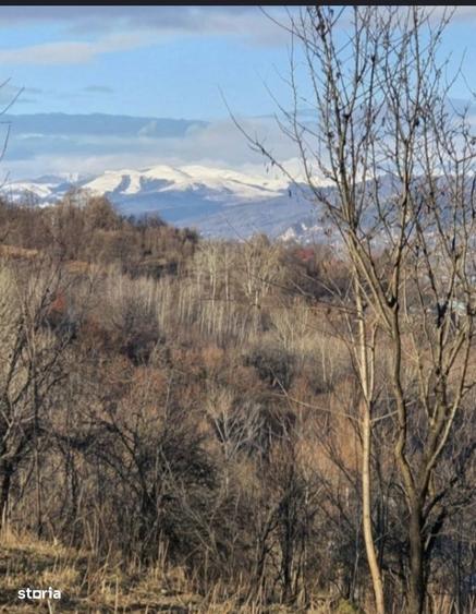 Teren de vanzare Poiana Campina - 3