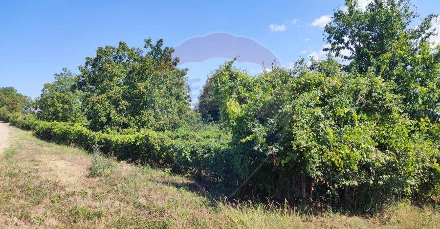 Loc de casa si teren cultivat cu vita de vie 1,28 Ha Sant... - 2